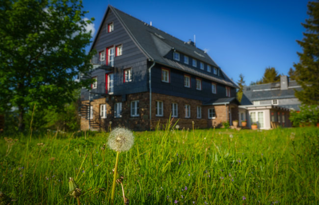 Pusteblume vor dem Falkenhorst